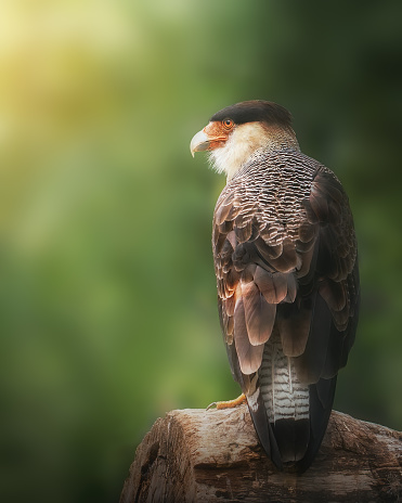 Close-up of a Peregrine Falcon.