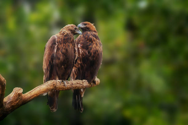 Golden Eagle Couple (aquila chrysaetos) stock photo