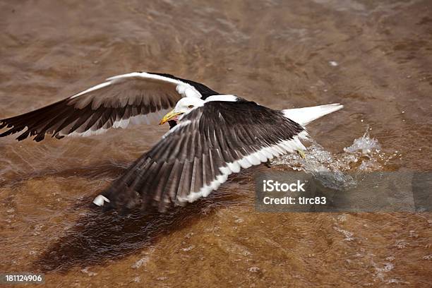 Foto de Gull Voando De Decolagem Do Mar e mais fotos de stock de Ave marinha - Ave marinha, Bico, Dia