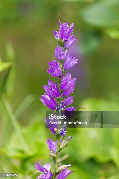 Flor Selvagem Beatiful Violeta - Fotografias de stock e mais imagens de Afiado - Afiado, Ao Ar Livre, Arrancar Ervas Daninhas