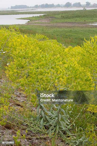 Woad - Fotografie stock e altre immagini di Acqua - Acqua, Ambientazione esterna, Argine