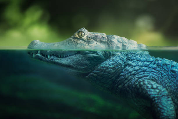 istock Half underwater Yacare Caiman (Caiman yacare) - Pantanal Alligator 1811250990