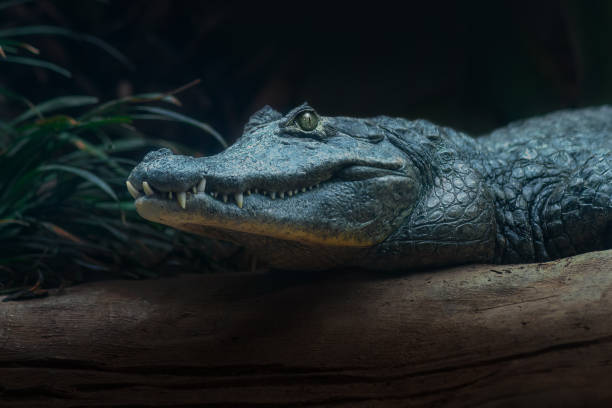 istock Yacare Caiman (Caiman yacare) - Pantanal Alligator 1811250998
