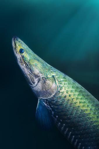 Pirarucu (Arapaima gigas) - Large Amazonian Fish