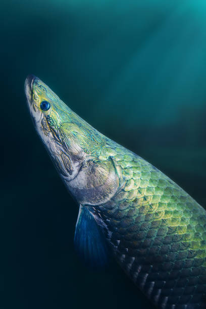 Pirarucu (Arapaima gigas) - Large Amazonian Fish Pirarucu (Arapaima gigas) - Large Amazonian Fish freshwater fish stock pictures, royalty-free photos & images