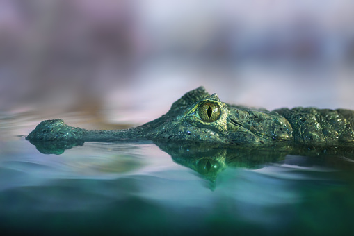 Yacare Caiman (Caiman yacare) underwater head - Pantanal Alligator