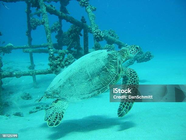 Tartaruga Da Torre Destroços - Fotografias de stock e mais imagens de Animal - Animal, Animal em via de extinção, Animal selvagem