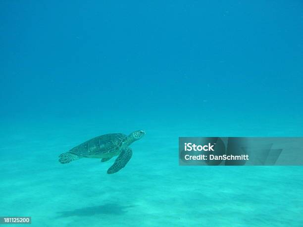 Turtle And Shadow Stock Photo - Download Image Now - Animal, Animal Shell, Animal Themes