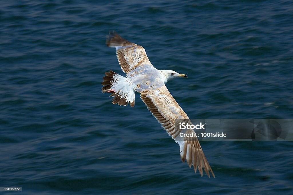 Volo di gabbiano-guardando fotocamera - Foto stock royalty-free di Acqua