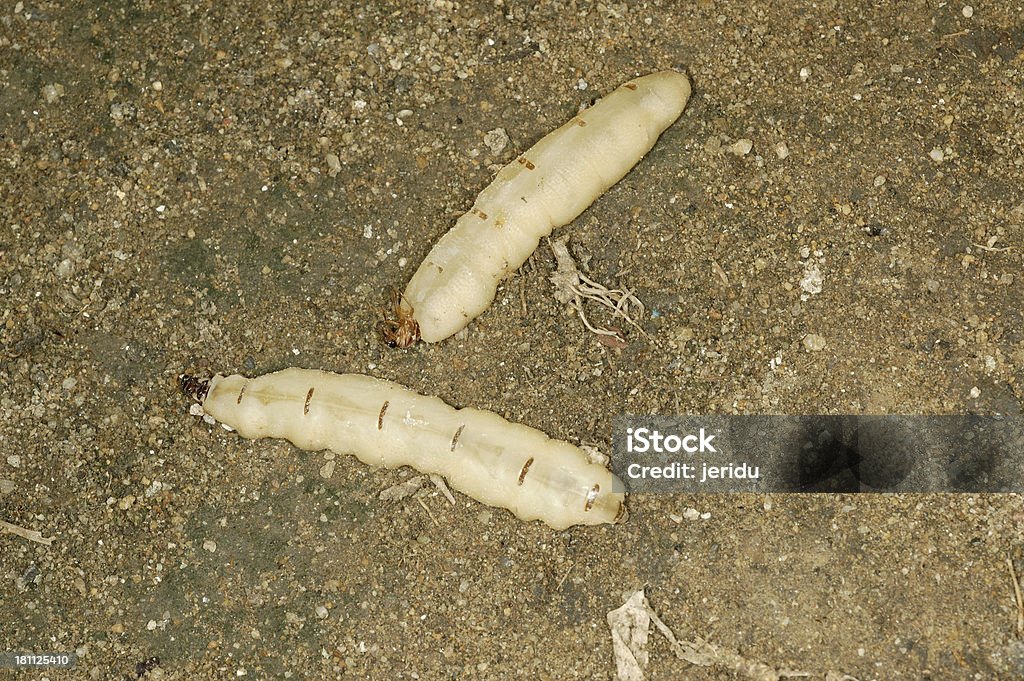 Cupim camas queen-size - Foto de stock de Animal royalty-free