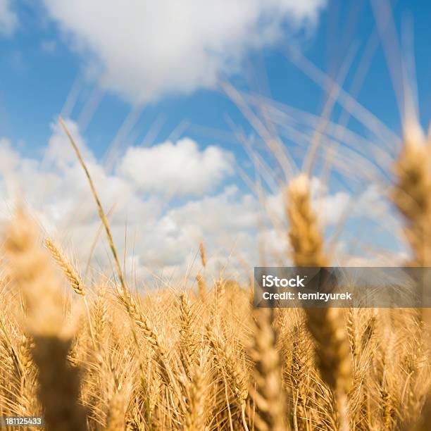 Trigo Foto de stock y más banco de imágenes de Agricultura - Agricultura, Aire libre, Alimento