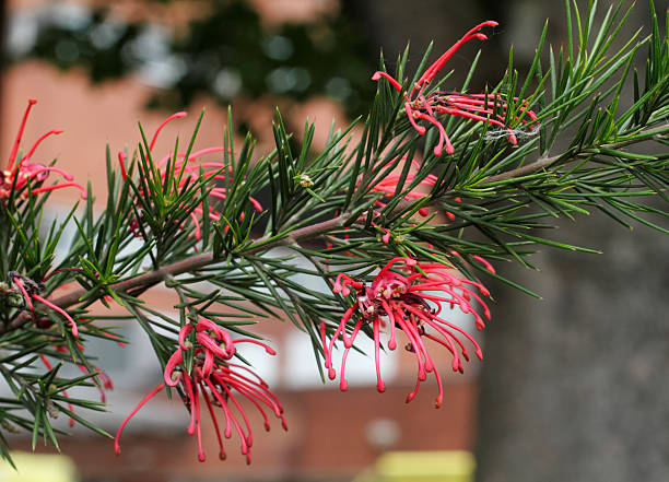 Red flowering Grevillea juniperina prickly spider flower (Grevillea juniperina) is a flowering shrub that is native to New South Wales in Australia. It is evergreen, and because of its spiny needles it has the appearance of a flowering fir tree. It is known as the juniper or juniper-leaved Grevillea, and because of their shape the red flowers are described as spider flowers. Spine-like leaves are an adaptation to life in dry conditions, and this shrub, when grown in a garden, prefers full sunlight. Also here: . grevillea juniperina stock pictures, royalty-free photos & images