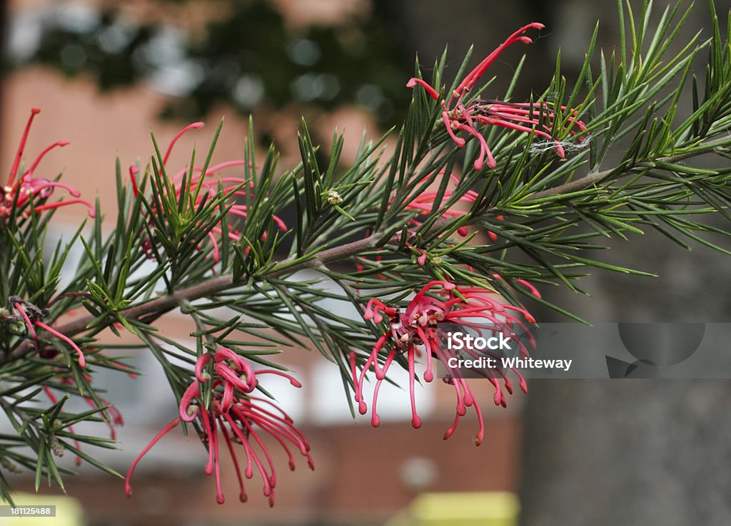 Red flowering Grevillea juniperina prickly spider flower - Zbiór zdjęć royalty-free (Bez ludzi)
