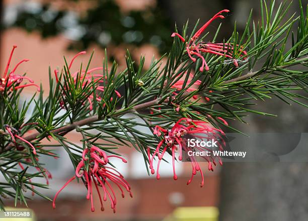 Red Flowering Grevillea Juniperina Prickly Spider Flower - zdjęcia stockowe i więcej obrazów Bez ludzi