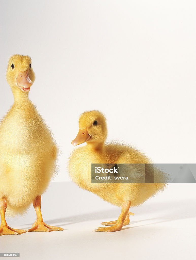 Dwóch młodych kaczki - Zbiór zdjęć royalty-free (Część ciała zwierzęcia)