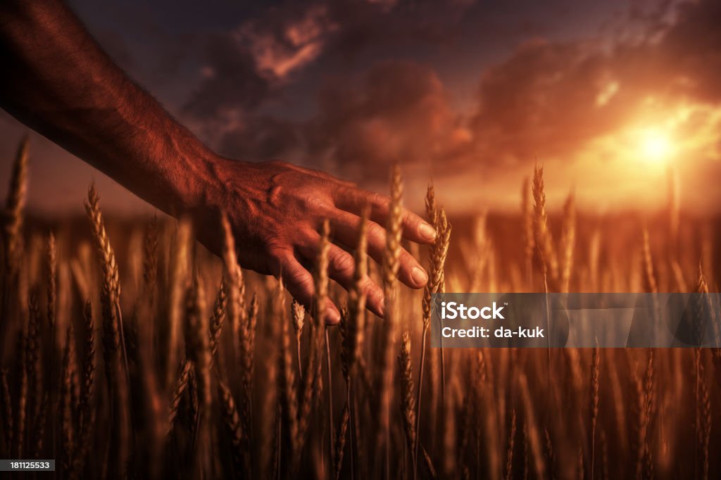 Agriculteur au coucher du soleil - Photo de Adulte libre de droits