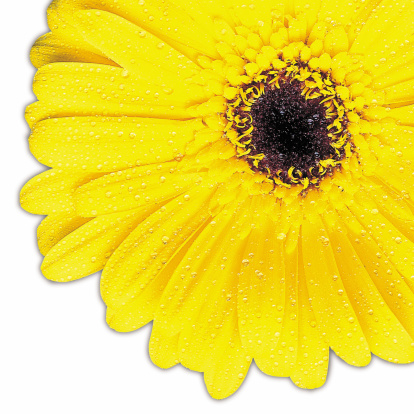 Yellow gerbra large with clipping path and very detailed pettles.<big file but kinda pixelly -ed>
