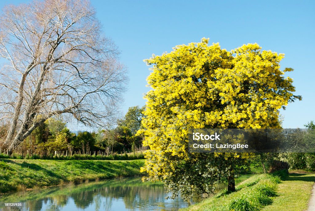 オーストラリアアカシアの木の花（Wattle ツリー) - アカシアの木のロイヤリティフリーストックフォト