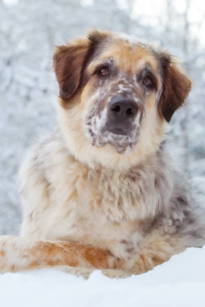 A Male Saint Bernard playing in the wintertime