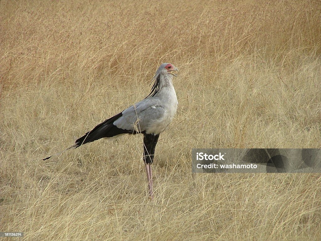 Mensajero secretario - Foto de stock de Animal libre de derechos