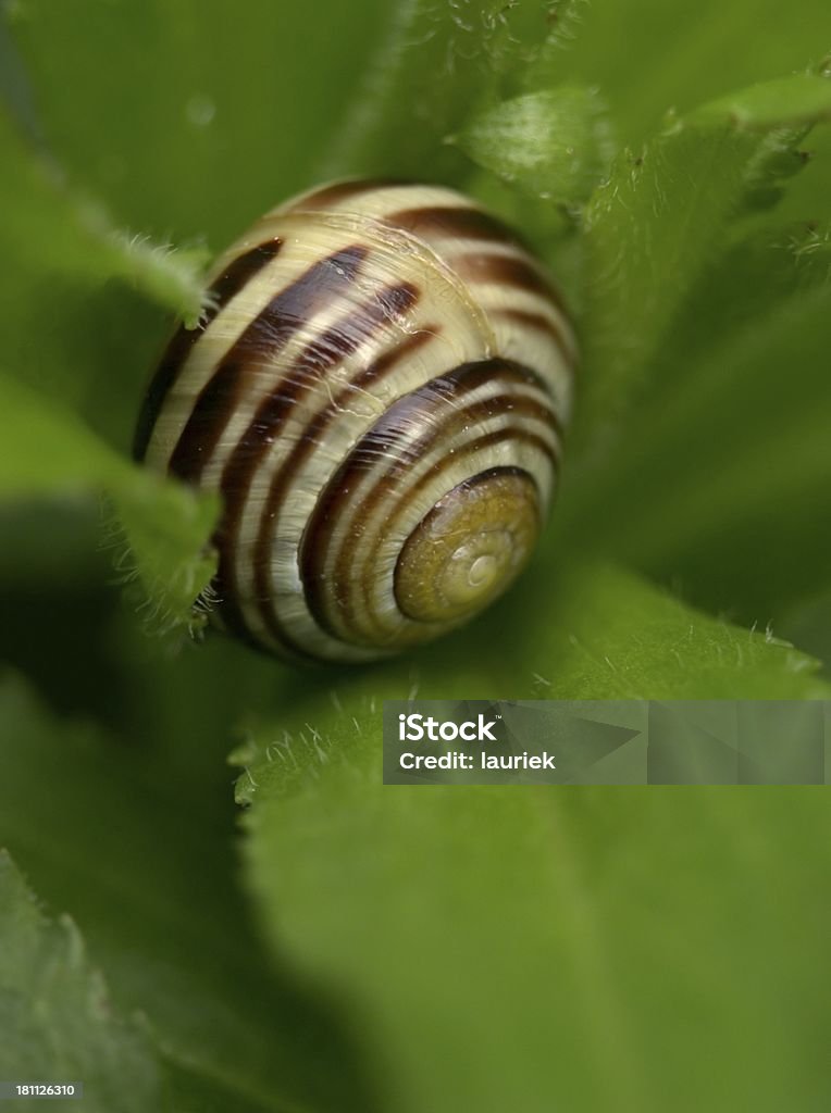 Caracol de Jardim - Foto de stock de Animal royalty-free