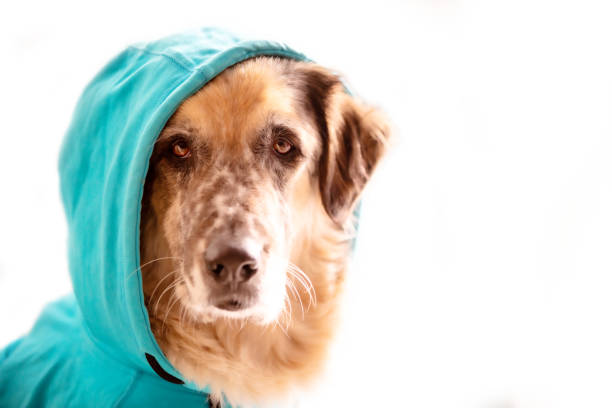 istock Big dog wearing bright blue hood, white copy space 1811263699