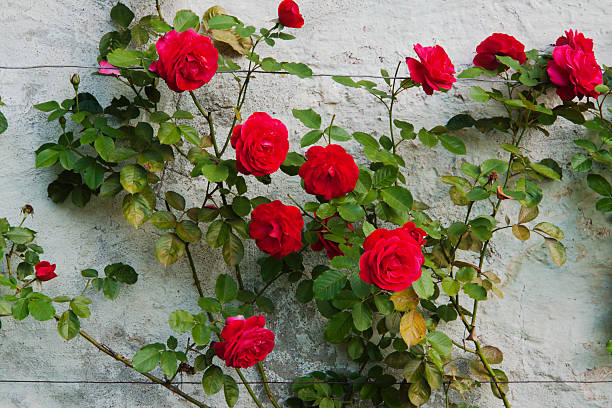 rose su un muro bianco. - beauty in nature bright building exterior close up foto e immagini stock