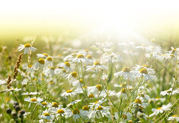 istock Beautiful Marguerites Against The Sun 181126423