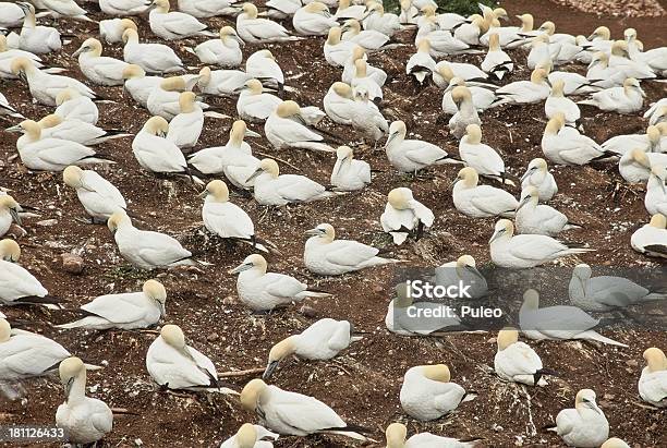 Sula Settentrionale Sito Di Nidificazione - Fotografie stock e altre immagini di Animale - Animale, Avventura, Bianco