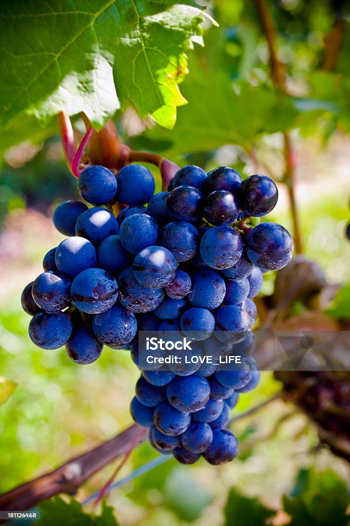 Winogrona na winorośli. - Zbiór zdjęć royalty-free (Bez ludzi)