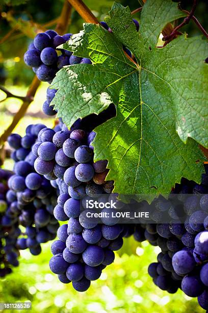 Uvas Na Vinha - Fotografias de stock e mais imagens de Molho - Arranjo - Molho - Arranjo, Uva, Vinha