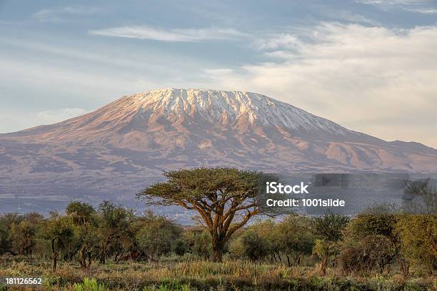 Mount Kilimanjaro And Acacia In The Morning Stock Photo - Download Image Now - Mt Kilimanjaro, Kenya, Africa