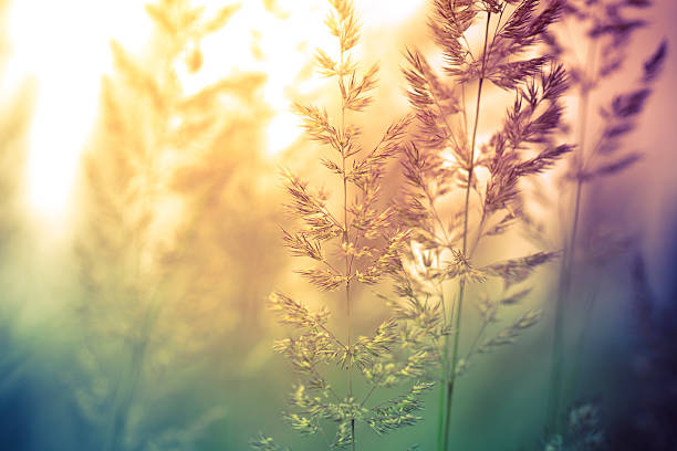 silueta de las flores silvestres en prado durante el amanecer y la puesta de sol - wildflower nobody grass sunlight fotografías e imágenes de stock