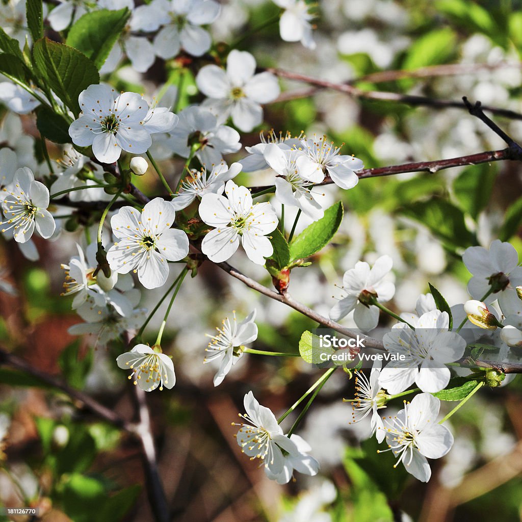 Arbre branche avec des fleurs blanches - Photo de Arbre libre de droits