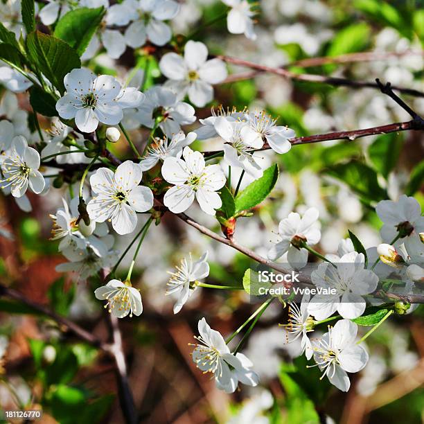 Photo libre de droit de Arbre Branche Avec Des Fleurs Blanches banque d'images et plus d'images libres de droit de Arbre - Arbre, Arbre en fleurs, Blanc