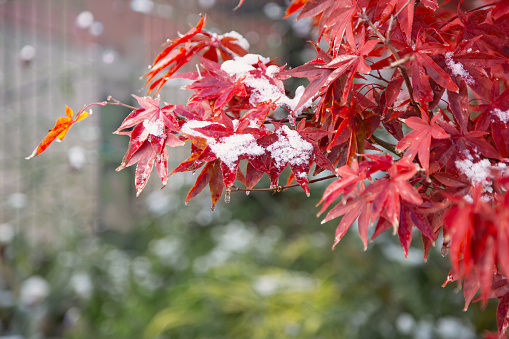 background of Japanese maple in snow