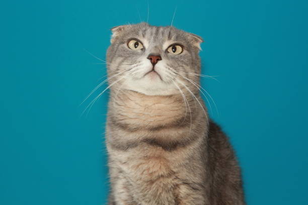 istock Cute cat with gray fur 1811269391