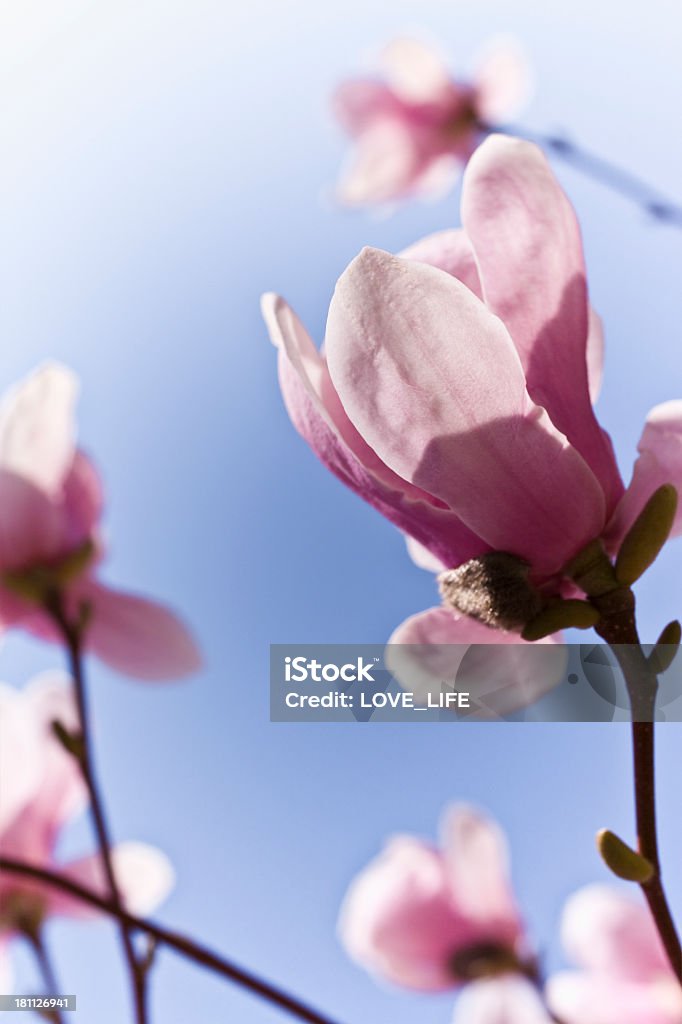 Magnolia Magnolia against a blue sky. Blossom Stock Photo