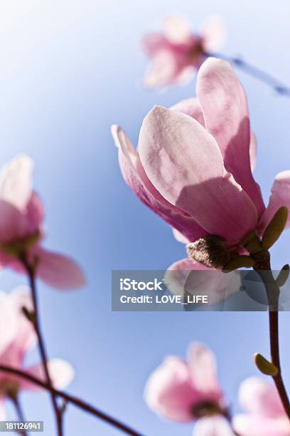 Magnolia Stock Photo - Download Image Now - Blossom, Blue, Flower