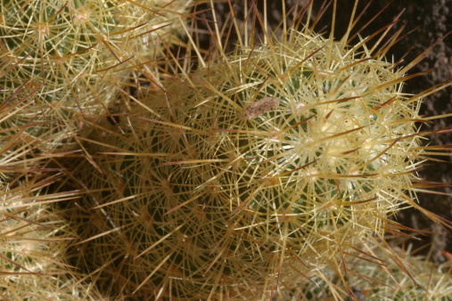 A macro of some cactus. Fairly large DOF for a macro