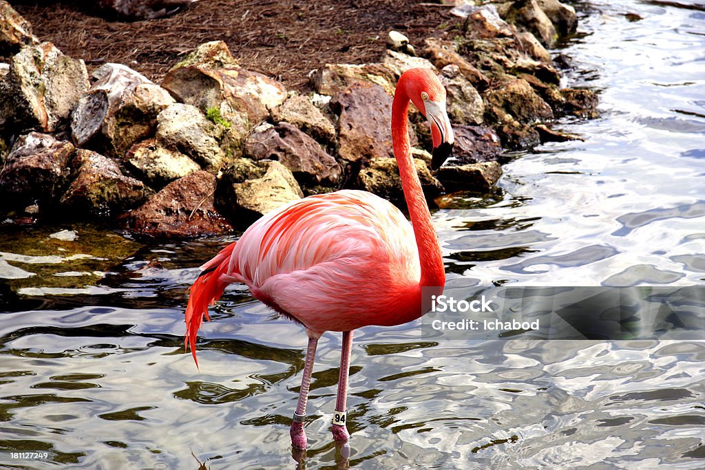 Flamingo pêche dans l'eau - Photo de Animaux à l'état sauvage libre de droits