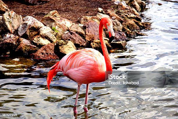 Photo libre de droit de Flamingo Pêche Dans Leau banque d'images et plus d'images libres de droit de Animaux à l'état sauvage - Animaux à l'état sauvage, Bec, Cou d'animal