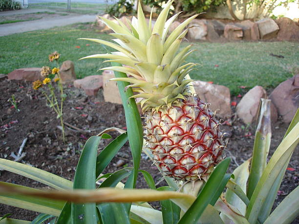 croissance à l'ananas - zippyzoo photos et images de collection