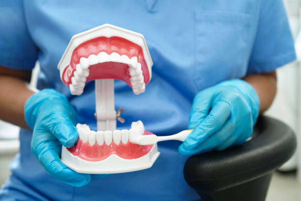 istock Doctor clean teeth denture with toothbrush for teach patient and dentist studying about dentistry. 1811273522