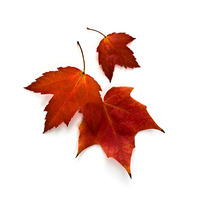 Autumn Maple Leaves isolated on white.