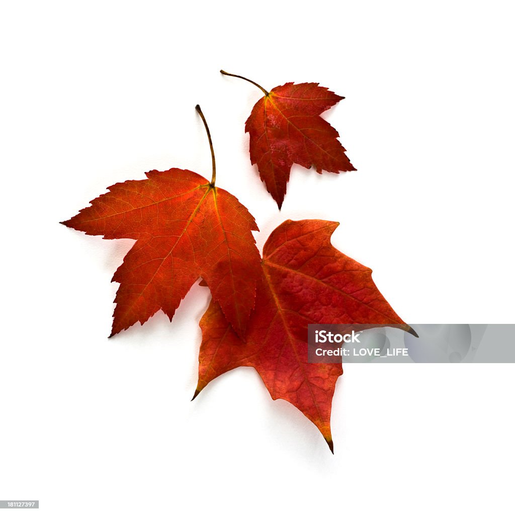 Jesień liście klonu - Zbiór zdjęć royalty-free (Liść)