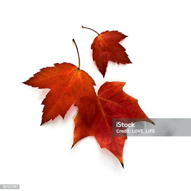 Jesień Liście Klonu - zdjęcia stockowe i więcej obrazów Liść - Liść, Jesień, Neutralne tło