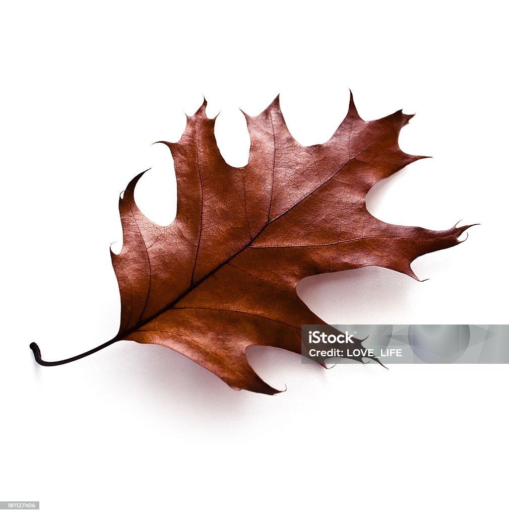 Brown oak leaf on white background Autumn Oak Leaf isolated on white. Autumn Stock Photo