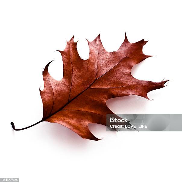 Brown Oak Leaf On White Background Stock Photo - Download Image Now - Autumn, Cut Out, Leaf