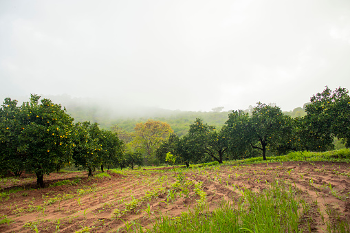 A corn and orange farm in rural Eastern kenya during the rain season
